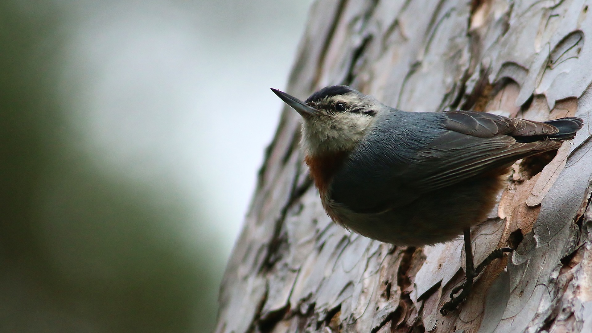 Krüper's Nuthatch
